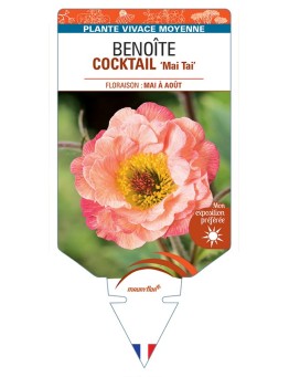 GEUM COCKTAIL Mai Tai voir Benoîte