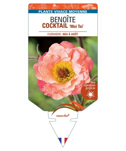 GEUM COCKTAIL Mai Tai voir Benoîte