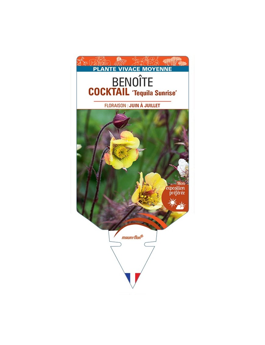GEUM COCKTAIL Tequila Sunrise voir Benoîte