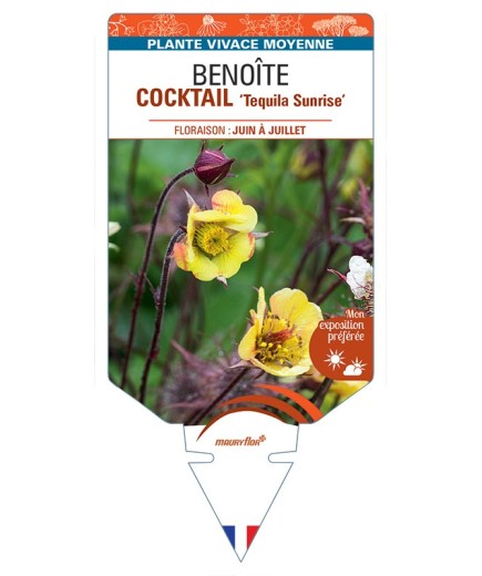 GEUM COCKTAIL Tequila Sunrise voir Benoîte