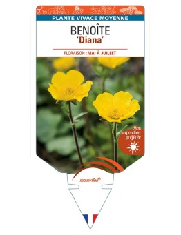 GEUM montanum Diana voir Benoîte