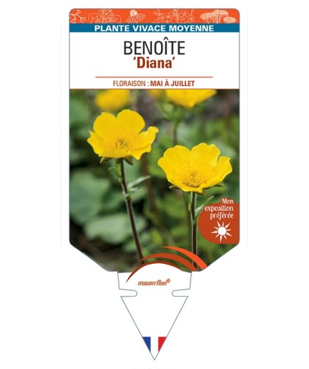 GEUM montanum Diana voir Benoîte