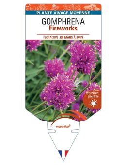 GOMPHRENA Fireworks