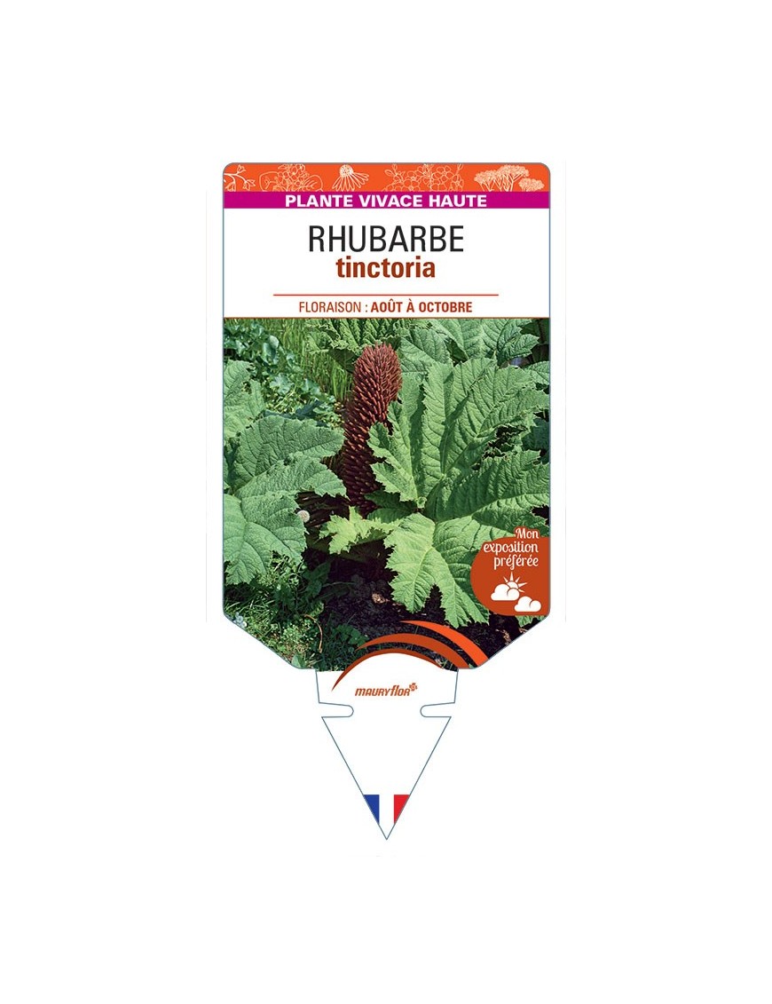 GUNNERA TINCTORIA voir Rhubarbe