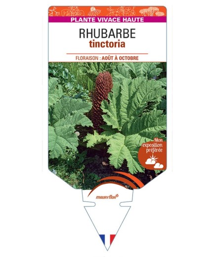 GUNNERA TINCTORIA voir Rhubarbe
