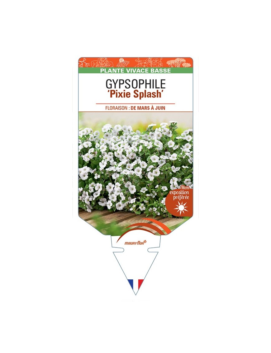 GYPSOPHILA (cerastioides) Pixie Splash