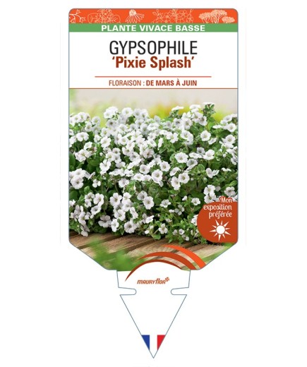 GYPSOPHILA (cerastioides) Pixie Splash