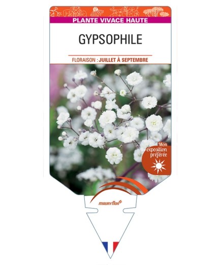 GYPSOPHILA (paniculata blanc)