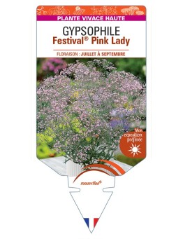 GYPSOPHILA (paniculata) Festival® Pink Lady