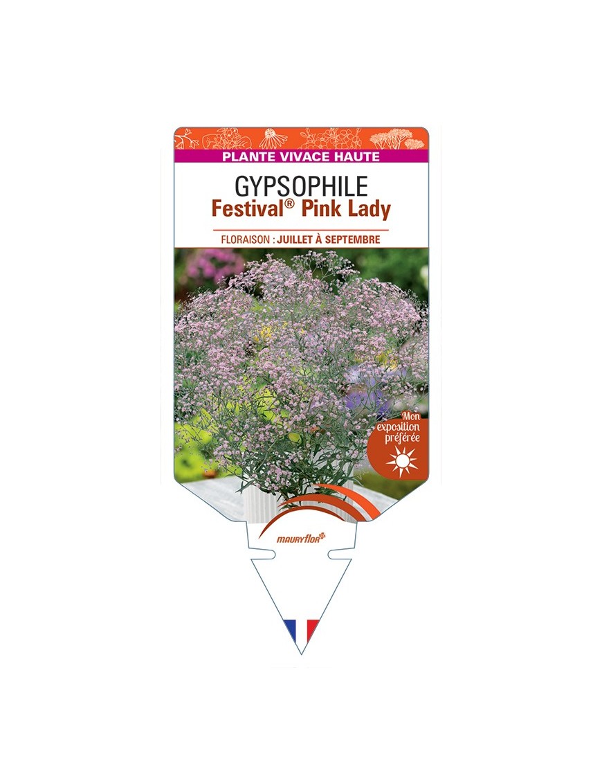 GYPSOPHILA (paniculata) Festival® Pink Lady