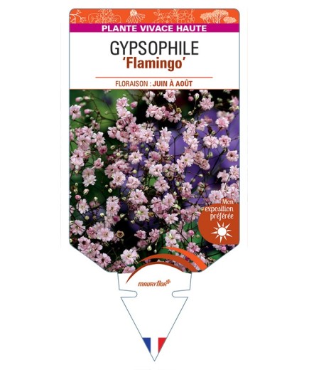 GYPSOPHILA (paniculata) Flamingo