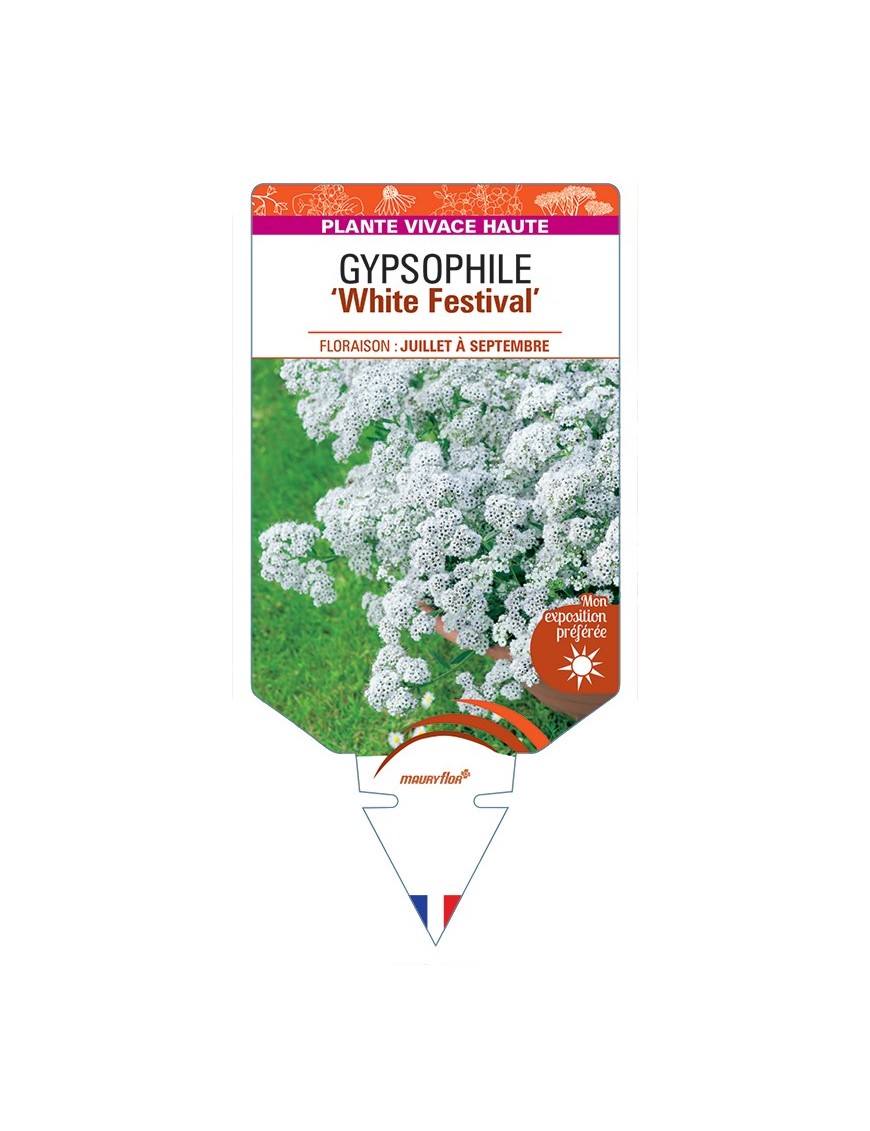 GYPSOPHILA (paniculata) White Festival