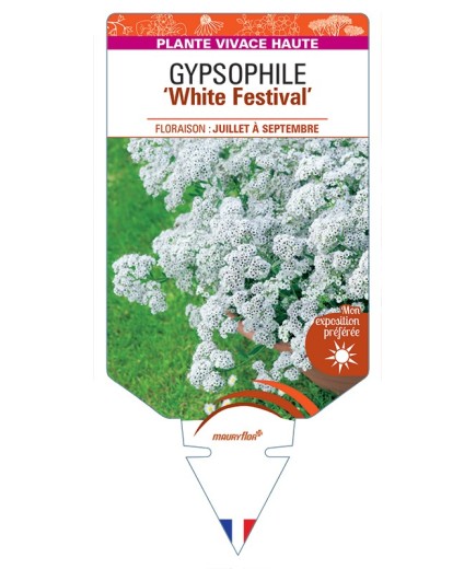 GYPSOPHILA (paniculata) White Festival