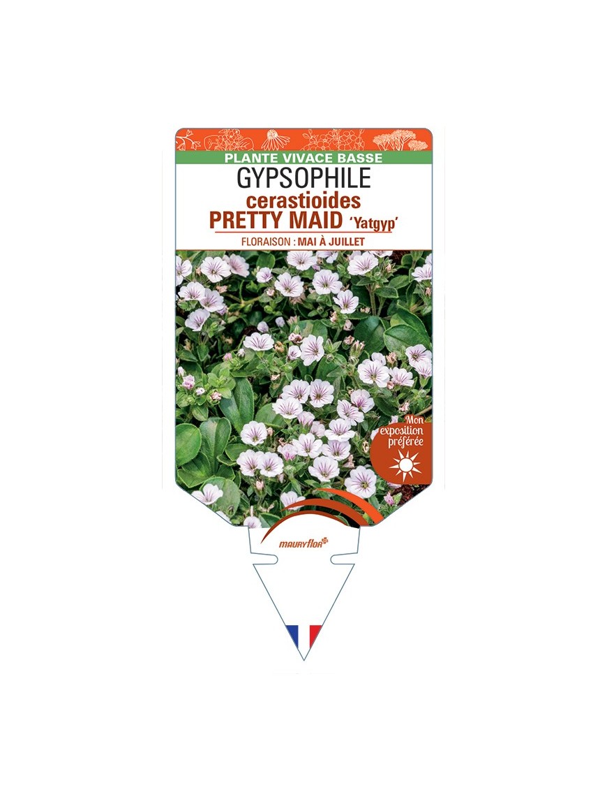 GYPSOPHILA cerastioides PRETTY MAID Yatgyp