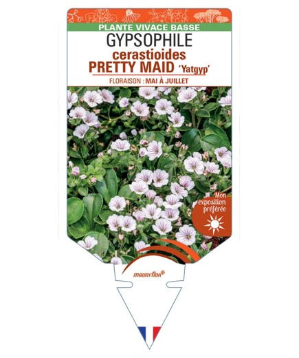 GYPSOPHILA cerastioides PRETTY MAID Yatgyp