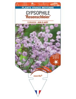 GYPSOPHILA PANICULATA ROSENSCHLEIER