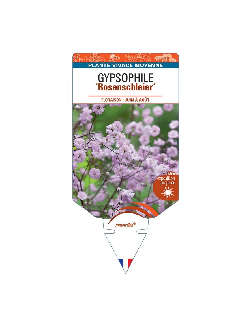 GYPSOPHILA PANICULATA ROSENSCHLEIER