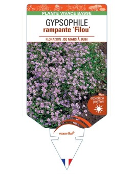GYPSOPHILA repens Filou voir Gypsophile rampante (rose)