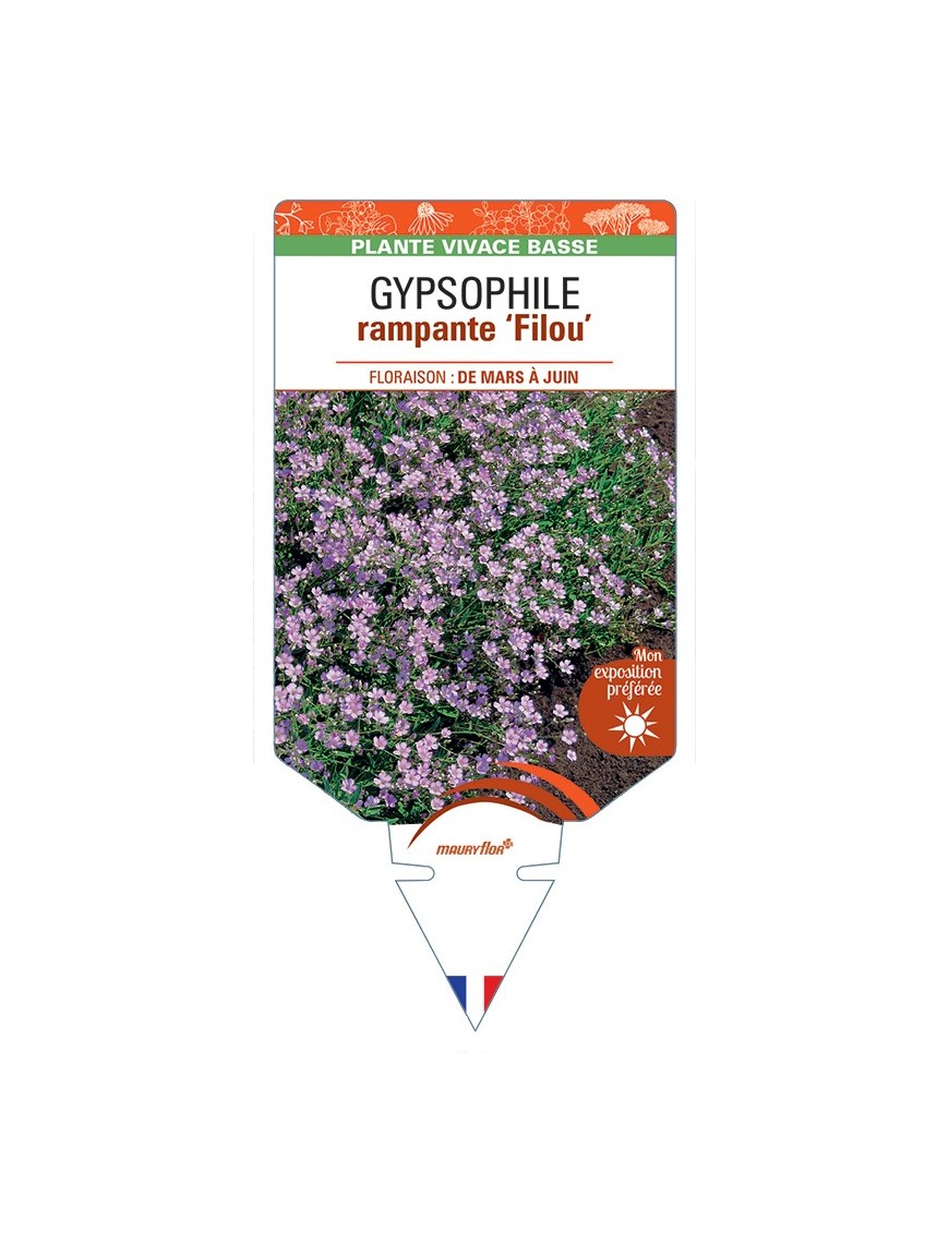 GYPSOPHILA repens Filou voir Gypsophile rampante (rose)