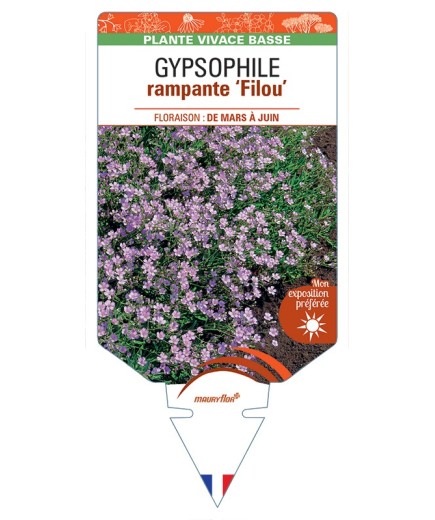 GYPSOPHILA repens Filou voir Gypsophile rampante (rose)