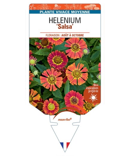 HELENIUM (autumnale) Salsa