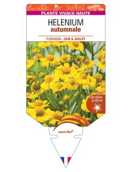 HELENIUM AUTUMNALE (jaune)