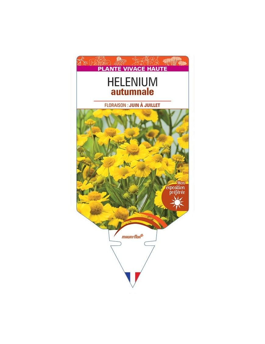HELENIUM AUTUMNALE (jaune)