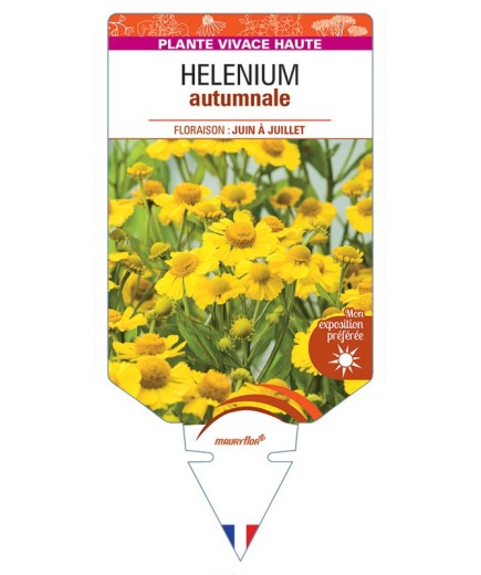 HELENIUM AUTUMNALE (jaune)