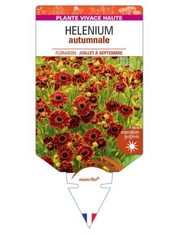 HELENIUM AUTUMNALE (orange)