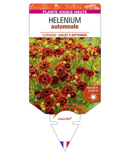 HELENIUM AUTUMNALE (orange)