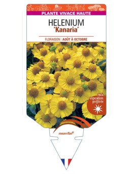 HELENIUM Kanaria
