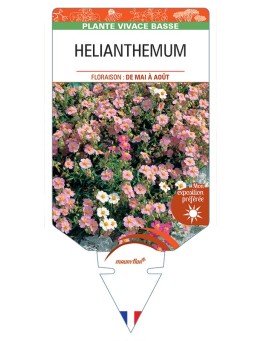 HELIANTHEMUM (apenninum x mummularium)