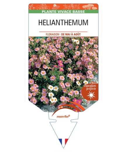 HELIANTHEMUM (apenninum x mummularium)