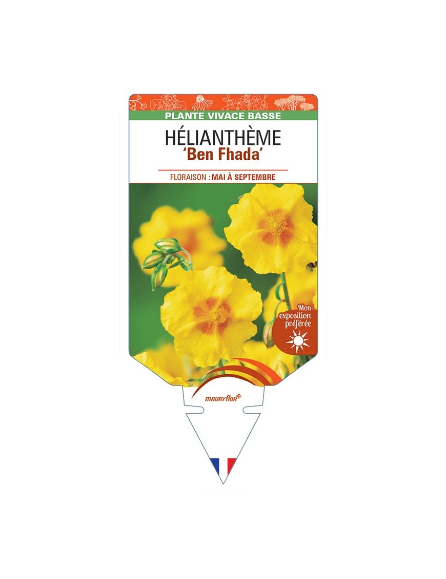 HELIANTHEMUM Ben Fhada