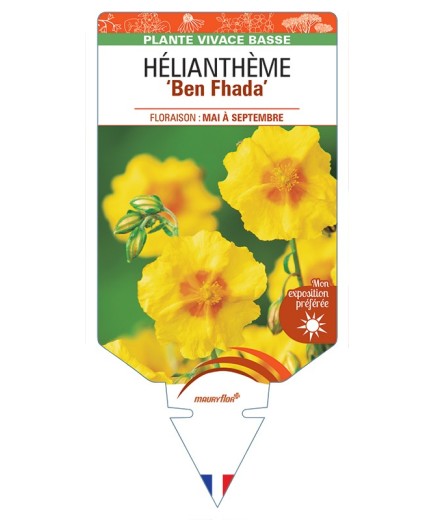 HELIANTHEMUM Ben Fhada