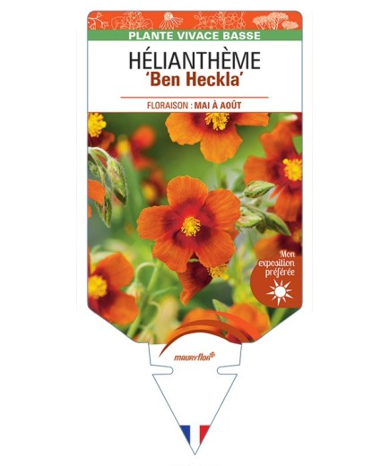 HELIANTHEMUM Ben Heckla
