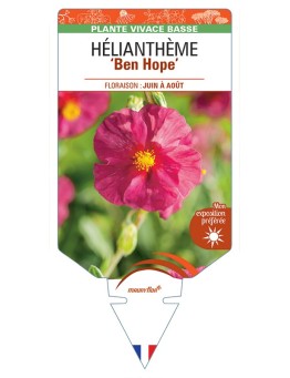 HELIANTHEMUM Ben Hope