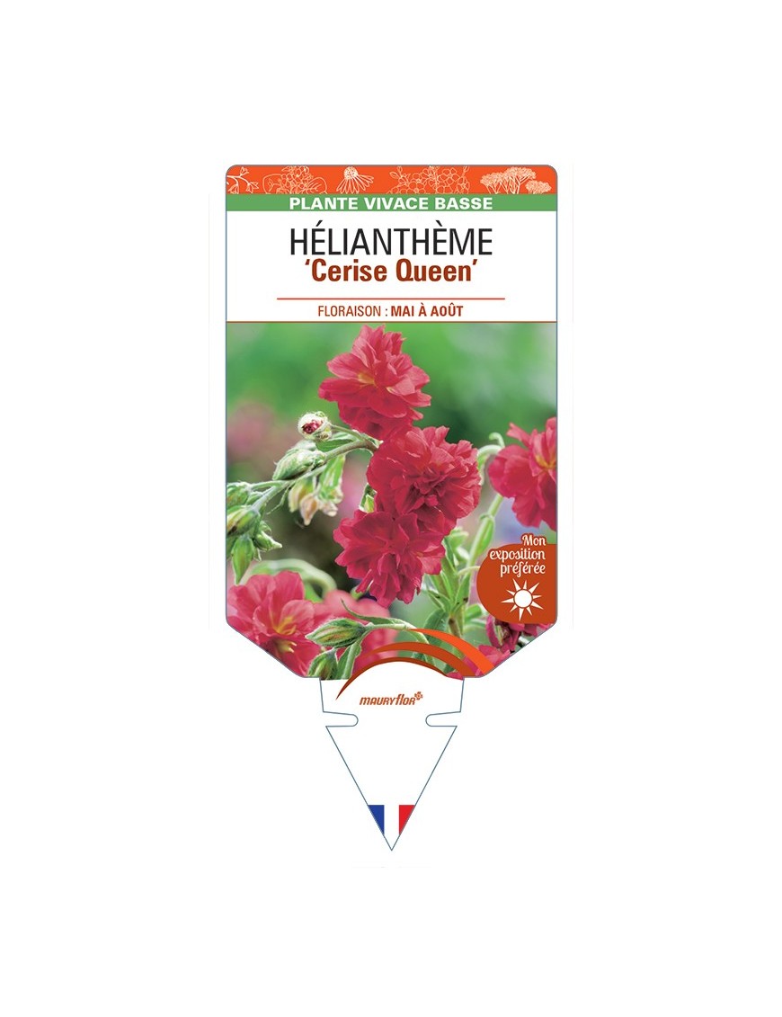 HELIANTHEMUM Cerise Queen