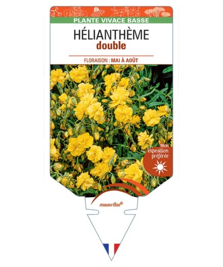 HELIANTHEMUM DOUBLE (jaune)