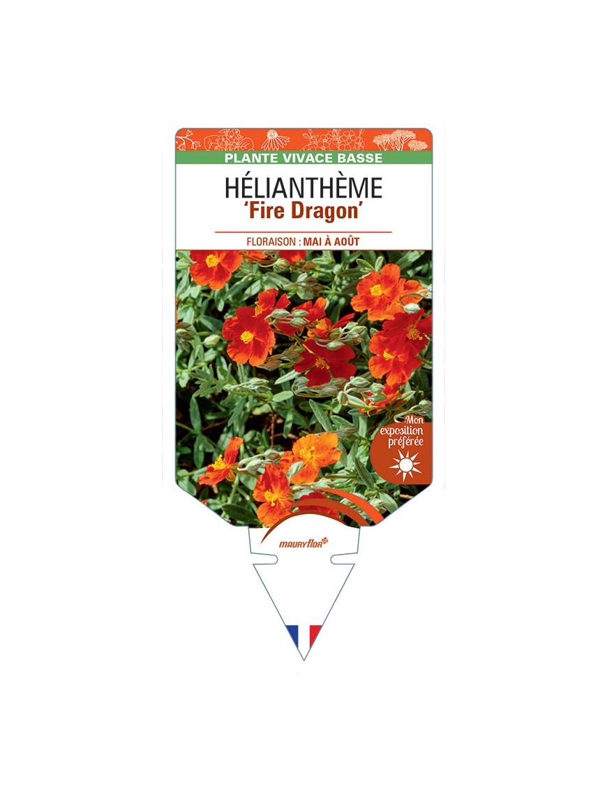 HELIANTHEMUM FIRE DRAGON