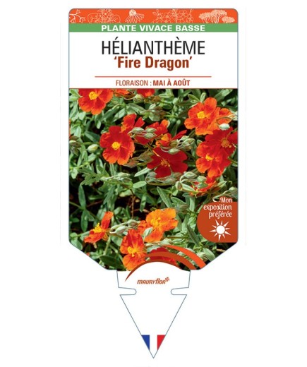 HELIANTHEMUM FIRE DRAGON