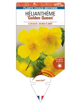 HELIANTHEMUM Golden Queen