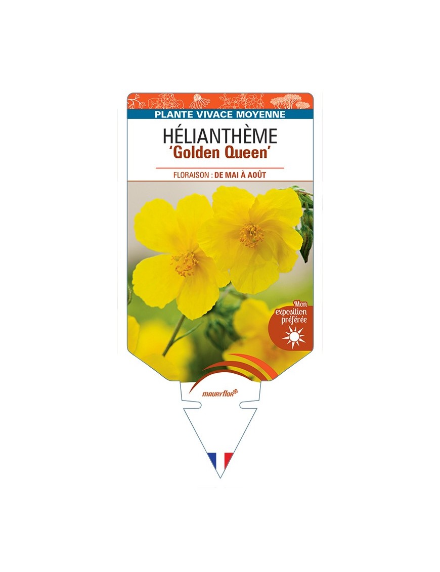 HELIANTHEMUM Golden Queen