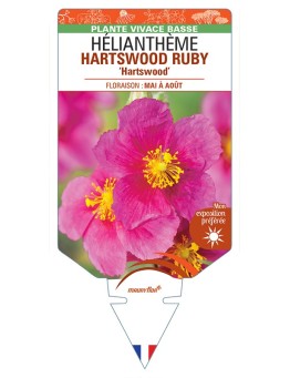 HELIANTHEMUM HARTSWOOD RUBY Hartswood