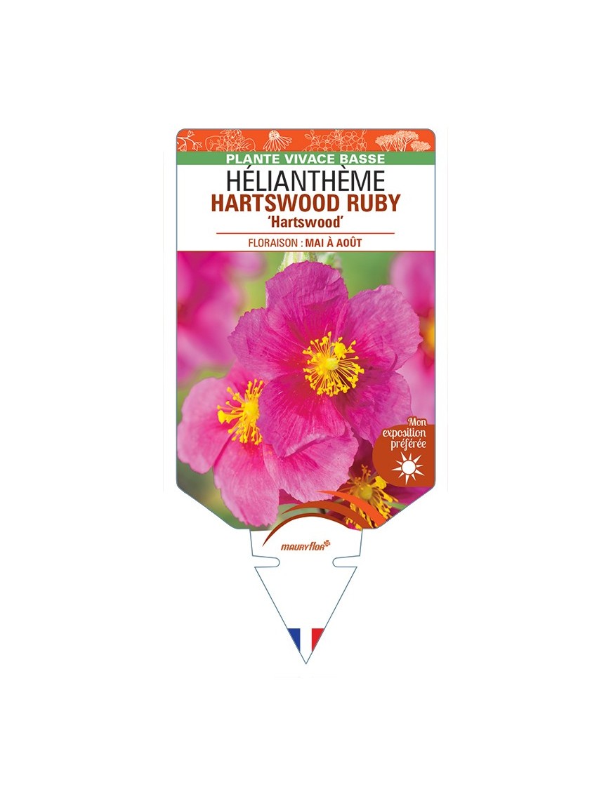 HELIANTHEMUM HARTSWOOD RUBY Hartswood