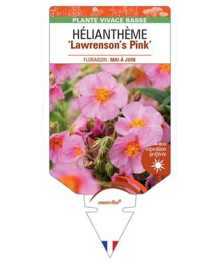 HELIANTHEMUM Lawrensons Pink