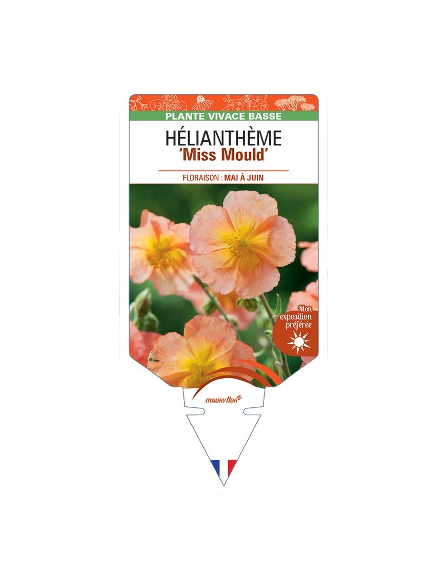 HELIANTHEMUM Miss Mould