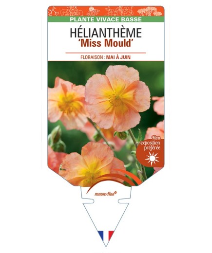 HELIANTHEMUM Miss Mould