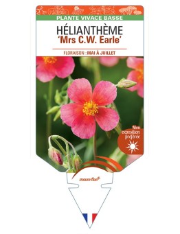 HELIANTHEMUM Mrs C.W. Earle