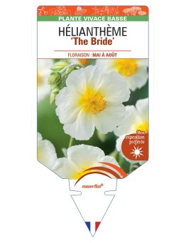 HELIANTHEMUM The Bride